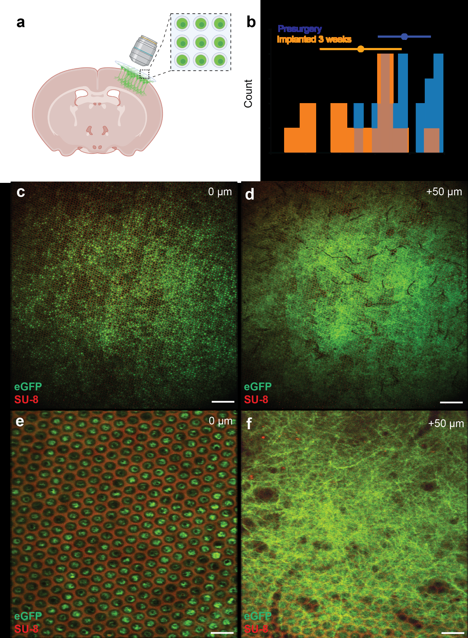 Fluorescent microscopy of neurons in a cortical microwell scaffold